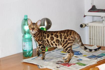 Bengall Katze Benjamin super Charakter