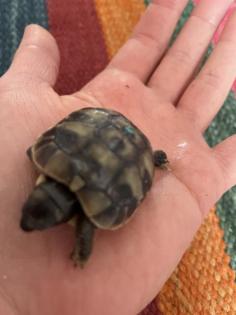 Nachwuchs griechische Landschildkröten abzugeben