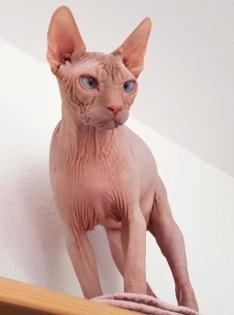 Sphynx Kater