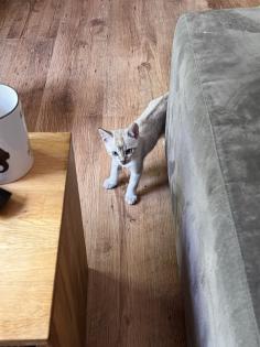 Snow Bengal, Kater mit Kratzbaum etc.