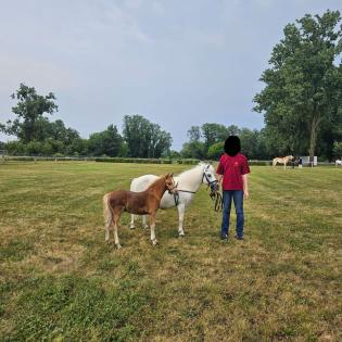 Ponyfohlen Ponyhengst