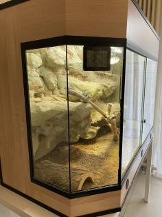 Bartagame Weibchen- 5 Jahre - Jane mit Terra