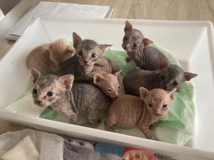 Sphynx Kitten mit Tasthaaren