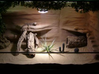Terrarium mit 2 Bartagamen und zubehör