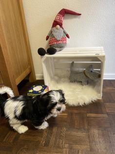 Süße cavalier- Shihtzu welpen/ CavaTzu abzugeben