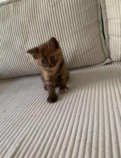 Katzen katze