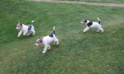 Drahthaar Foxterrier Welpe.
