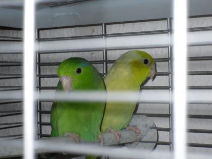 Sperlingspapageienpärchen Käfig und Zubehör
