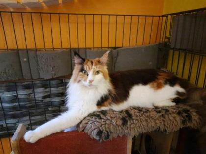 Maine Coon Kätzchen suchen ihre Traumfamilie