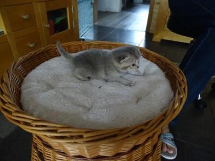 BKH Kitten o. P.