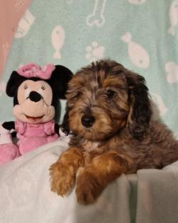 Miniature Aussiedoodle Welpen