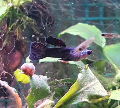 Panda Guppy Nachwuchs