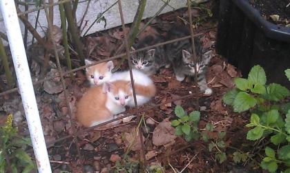1 kleiner Kater sucht ein neues zuhause