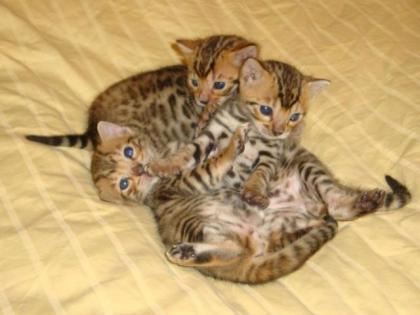 Wunderschöne Bengal Kätzchen suchen neues Zuhause
