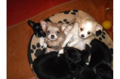 Entzückende Chihuahua Welpen, langhaar .