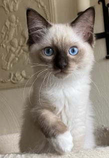 Ragdoll Kitten mit Stammbaum -Abgabebereit -