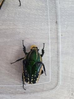 Mecynorrhina polyphemus confluens Larven