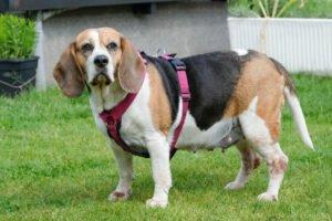 BIBBI - weiblich 9 Jahre 43 cm 25 kg Beagle Gechipt Nicht kastriert