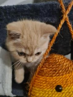 Bkh Kitten noch 2 zu haben