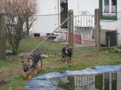 Süsse Schäferhundwelpen suchen ein zu Hause