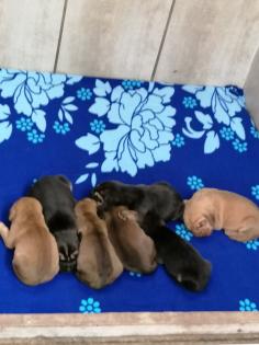 Bloodhound/Jagdhund/Mantrailer/Welpen/Familienhund