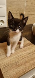Katzenbabys ab Mitte September abzugeben
