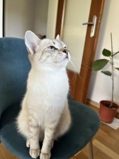 Katze Britisch Kurzhaar