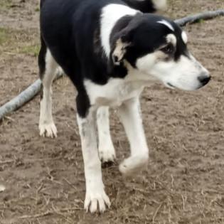 June sucht ein Zuhause