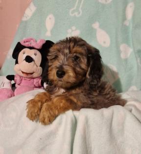 Miniature Aussiedoodle Welpen