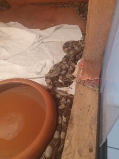 Boa constrictor nz 22
