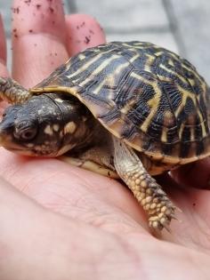 Terrapene ornata ornata eigene NZ 2022