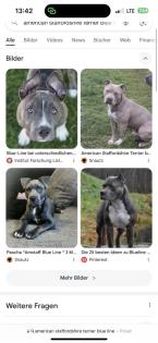 Pitbull blueline stafford sherier