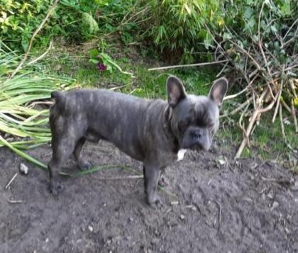 Französische Bulldogge Welpen mit Rute