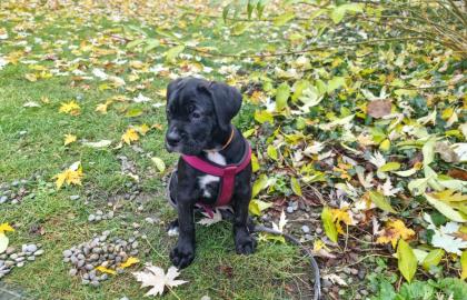 Schweiz-Zürich Sehr schöne Cane Corso Welpen suchen ein Zuhause