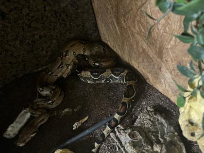 2 Boa Constrictor Imperator abzugeben