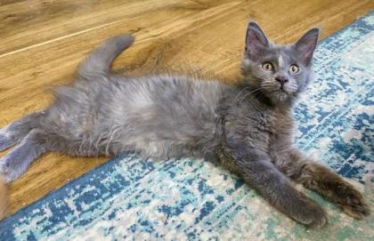 Liebes Maine Coon Mädchen