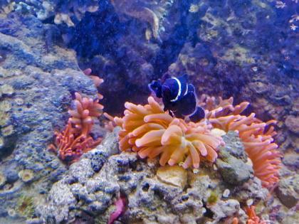 Salzwasseraquarium Auflösung