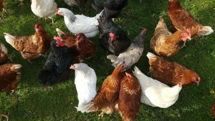 Nachgezüchtete Vorwerk Hühner, Marans, Araucaner Grünseger Hühner u. a. zu Verkau