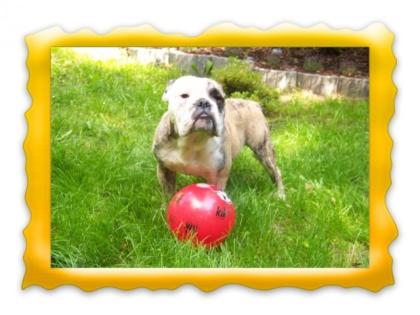 Englische Bulldogge Hündin, 7 Monate alt abzugeben