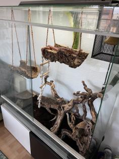 2 Kornnattern inkl. Terrarium und Zubehör