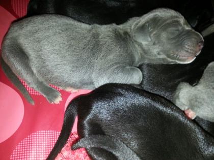 Unsere Doggenwelpen sind da Deutsche Dogge