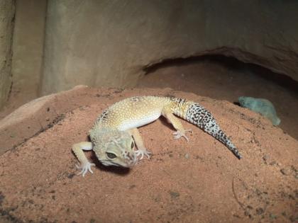 Leopardgecko mit Terrarium