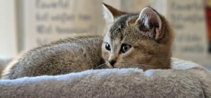 BKH Kitten suchen ein liebevolles neues Zuhause