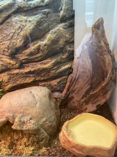 Kornnatter, 2 Jahre alt mit großem Terrarium abzugeben