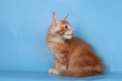 Reinrassige Maine coon Stammbaum