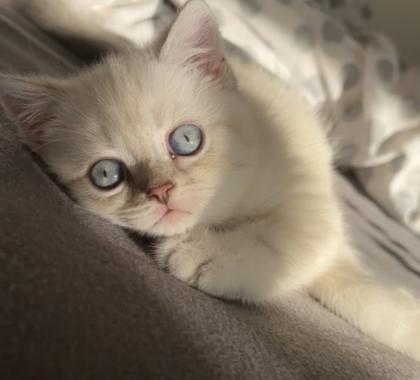 Bkh kitten Kristall blauen Augen