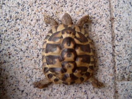 2 Griechische Landschildkröten