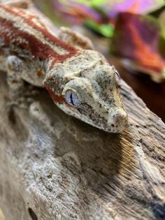 Höckerkopfgecko Gargoyle Gecko Weibchen ca. 1 Jahr alt