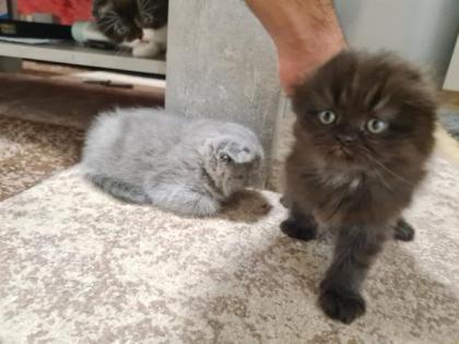 Scottish katzen lange und kurze Haare