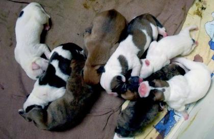 Bulldogmix Welpen